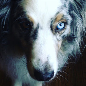 Meet your Posher, Annabelle